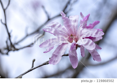 シデコブシ 119868502