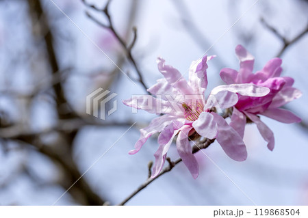 シデコブシ シデコブシ 119868504