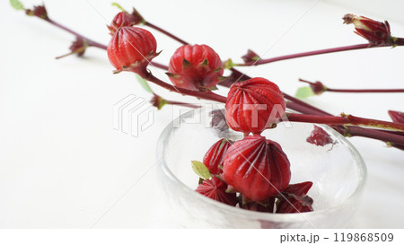 ローゼル ローゼル 119868509