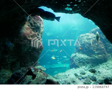 江の島水族館 江の島水族館 119868747