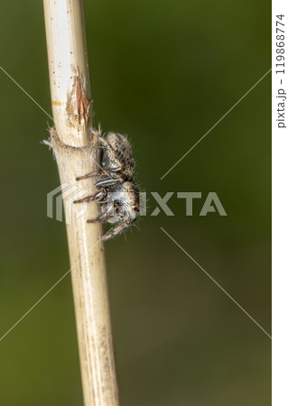 ネコハエトリ ネコハエトリ 119868774