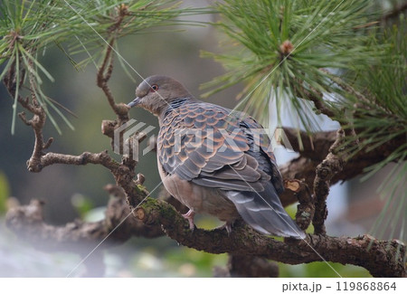 松の枝にとまる山鳩 119868864