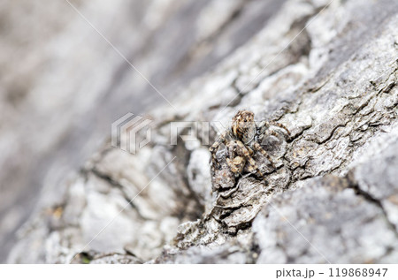 ヒトリコゲチャハエトリ 119868947