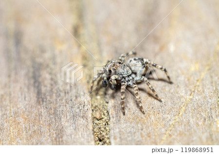 ヒトリコゲチャハエトリ 119868951