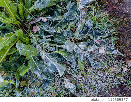 grass are covered with delicate frost grass are covered with delicate frost 119869577