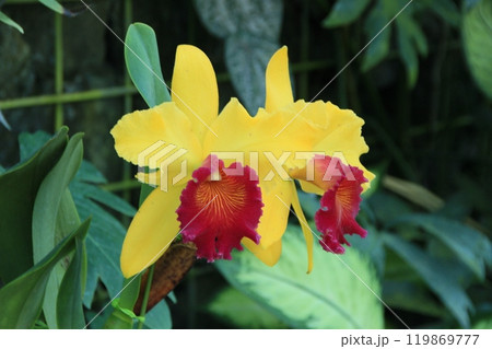 植物園に咲く黄色いカトレア 熱帯植物 植物園に咲く黄色いカトレア 熱帯植物 119869777