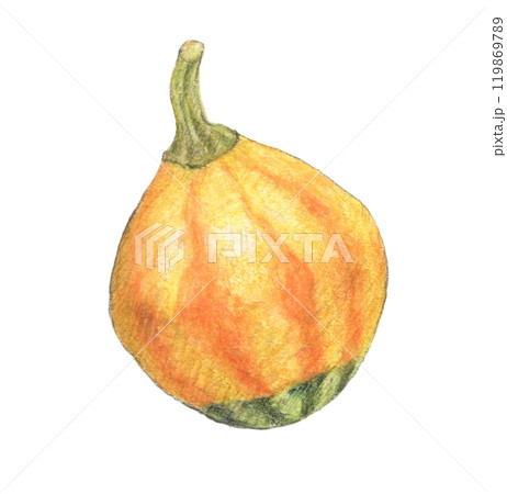 おもちゃかぼちゃ　水彩色鉛筆イラスト 119869789