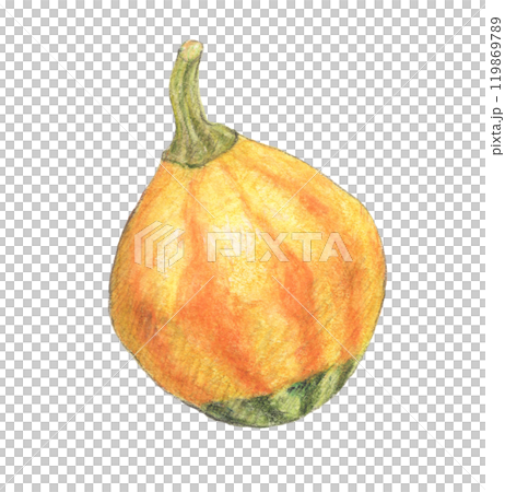おもちゃかぼちゃ　水彩色鉛筆イラスト 119869789