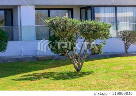 A serene afternoon at a modern building\'s lawn featuring a uniquely shaped olive tree and manicured shrubs under bright sunlight 119869836