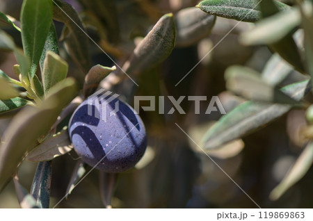 A close-up view of a ripe olive among lush green leaves on a sunny afternoon in an olive grove in Mediterranean landscape 119869863