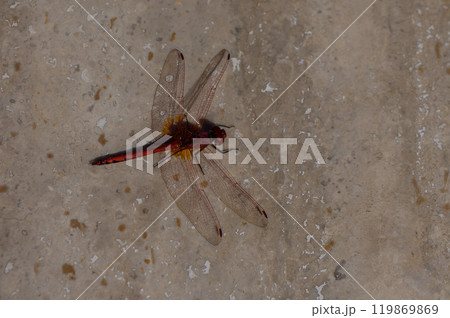 A delicate red dragonfly resting on a weathered stone surface under the warm afternoon sun in a serene garden environment 119869869