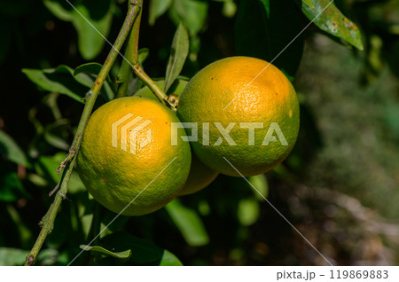 Two ripe oranges hanging from a branch in a sunny orchard, surrounded by vibrant green leaves 119869883
