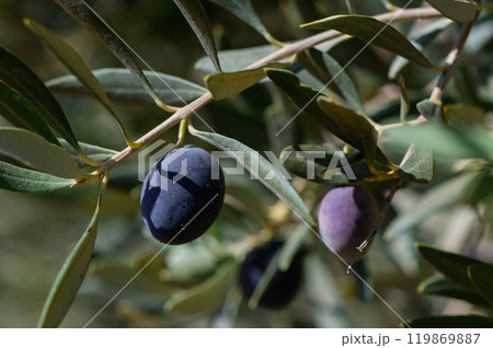 Harvesting ripe olives under the warm Mediterranean sun in an olive grove during the late afternoon 119869887