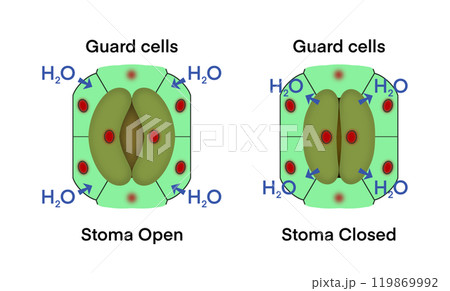Guard cells, Stoma closing and Stoma opening, microscopic photo of stomata on the leaf, Transpiration is the loss of water vapor through leaf stomata, cooling the plant and aiding nutrient flow 119869992