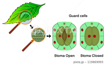 Leaf cells microscope magnification, Guard cells, Stoma closing and Stoma opening, microscopic photo of stomata on the leaf, Transpiration is the loss of water vapor through leaf stomata 119869993