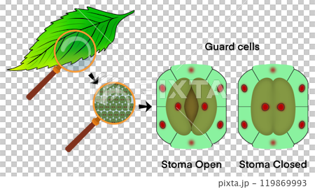 Leaf cells microscope magnification, Guard cells, Stoma closing and Stoma opening, microscopic photo of stomata on the leaf, Transpiration is the loss of water vapor through leaf stomata 119869993