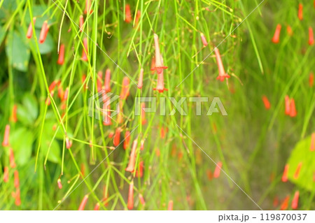 咲き方が不思議なお花 119870037