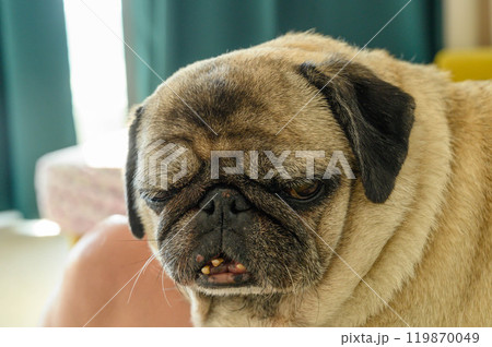close-up portrait of an old sad pug 119870049