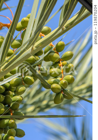 Delicious unripe dates on palm tree. High quality photo. 119870204