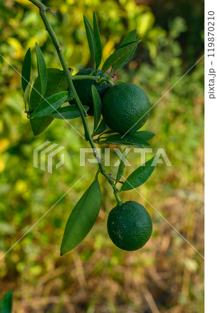 Green oranges, tangerines, calamondins, grapefruit, lime, citrofurtunella on a branch with green leaves Green oranges, tangerines, calamondins, grapefruit, lime, citrofurtunella on a branch with green leaves 119870210