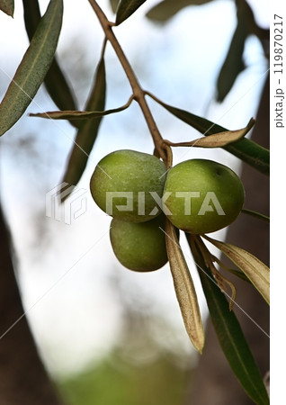 Olive branch with ripe olives basking in sunlight. 119870217