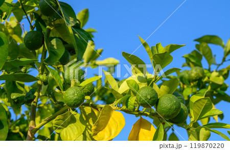 green oranges on tree branches in autumn in Cyprus green oranges on tree branches in autumn in Cyprus 119870220
