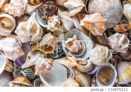 Seashells background. Texture of the sea shells 1 119870221