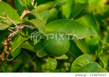 fresh green oranges on tree fresh green oranges on tree 119870223
