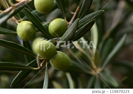 A close-up photo of ripe green olives hanging from a branch of an olive tree A close-up photo of ripe green olives hanging from a branch of an olive tree 119870225