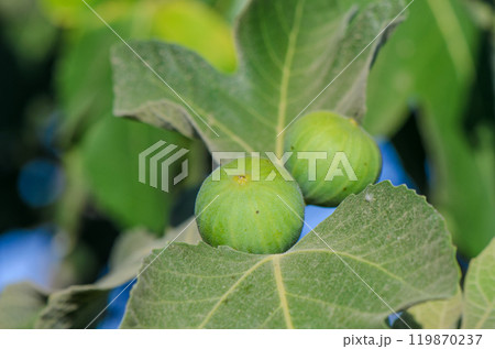 Young ripening fig fruit on a branch 119870237