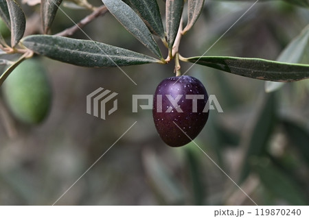 Black olives dangle from their branches, 119870240