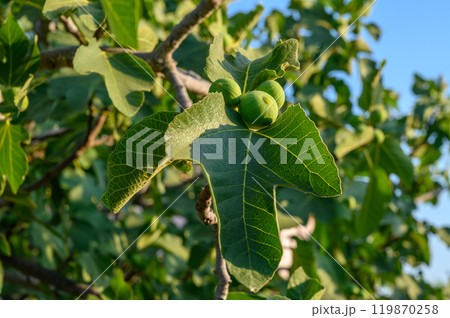 Green figs on a tree in nature Green figs on a tree in nature 119870258