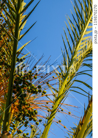 Small young green dates of a palm tree 119870270