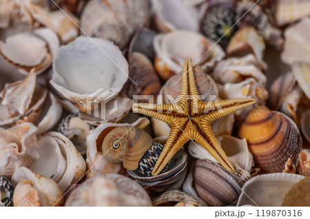 Selection of sea shells and star fish 119870316