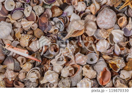 Close-up of various Mediterranean shells as background 3 Close-up of various Mediterranean shells as background 3 119870330