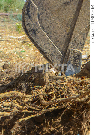 Gazeveren Cyprus 03.07.2024 - excavator uproots the roots of orange trees Gazeveren Cyprus 03.07.2024 - excavator uproots the roots of orange trees 119870464