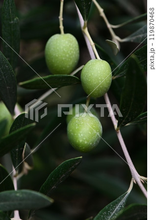 view of an olive branch with olives at sunset 119870468