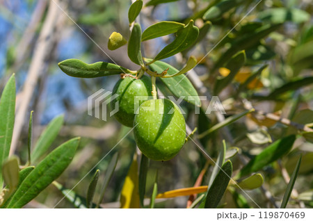 Fresh green olives on the olive tree 119870469