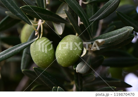 olive branch in the garden close up 119870470
