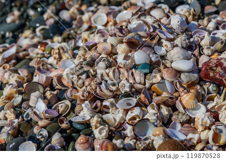 Close-Up Of Seashells On Sand at Beach 119870528