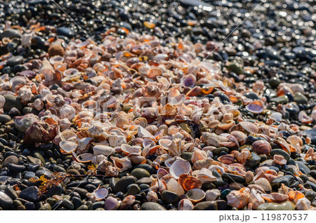 Beautiful colorful seashells on the beach 119870537