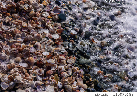 Close-up view of seashell texture on beach Close-up view of seashell texture on beach 119870588