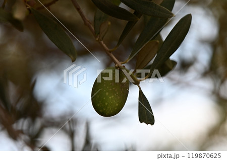 A branch of olive trees with leaves and olives hanging from it. A branch of olive trees with leaves and olives hanging from it. 119870625