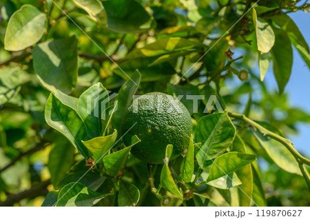 Oranges ripening on the tree. 119870627