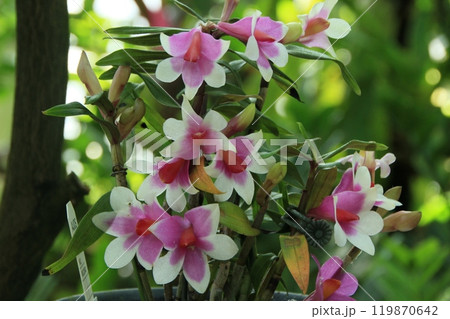 植物園に咲く赤いデンファレ 熱帯植物 植物園に咲く赤いデンファレ 熱帯植物 119870642