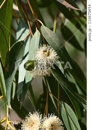 A Gum blossom drooping from its branch 119870654