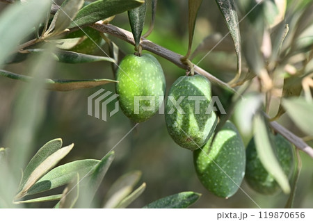 Ripe green olives hanging from branches of an olive tree as the sun sets Ripe green olives hanging from branches of an olive tree as the sun sets 119870656