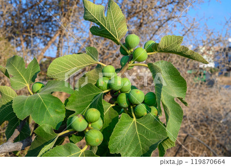 fig tree with two green figs in garden 119870664