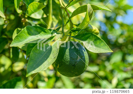 close up ripe oranges fruit hanging on tree in orange plantation garden 119870665
