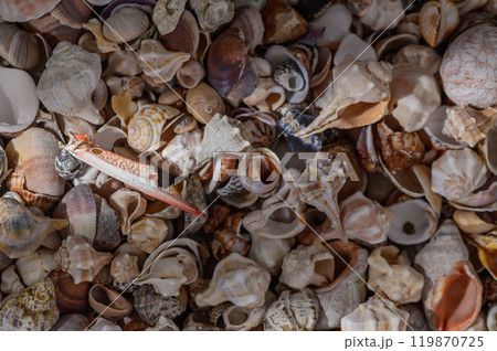 Close-up of various Mediterranean shells as background 1 Close-up of various Mediterranean shells as background 1 119870725